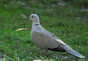 Streptopelia turtur Tortora dal Collare Orientale